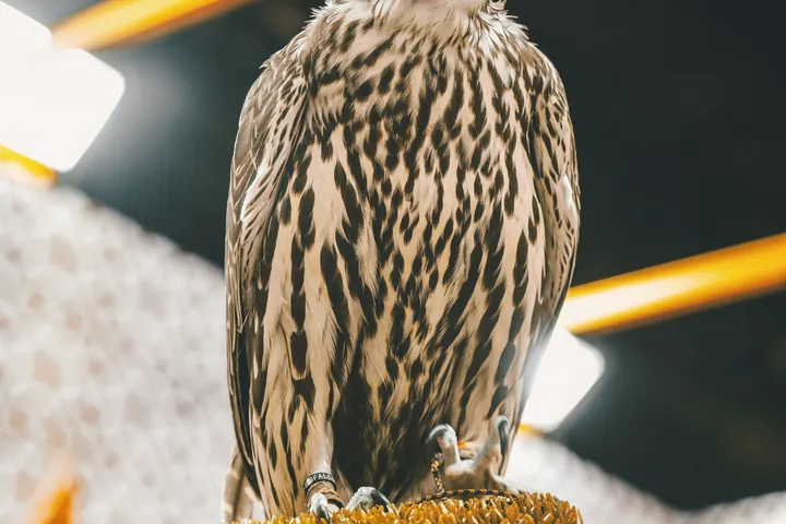 A falcon rests on a falconer's gloved hand under warm light.