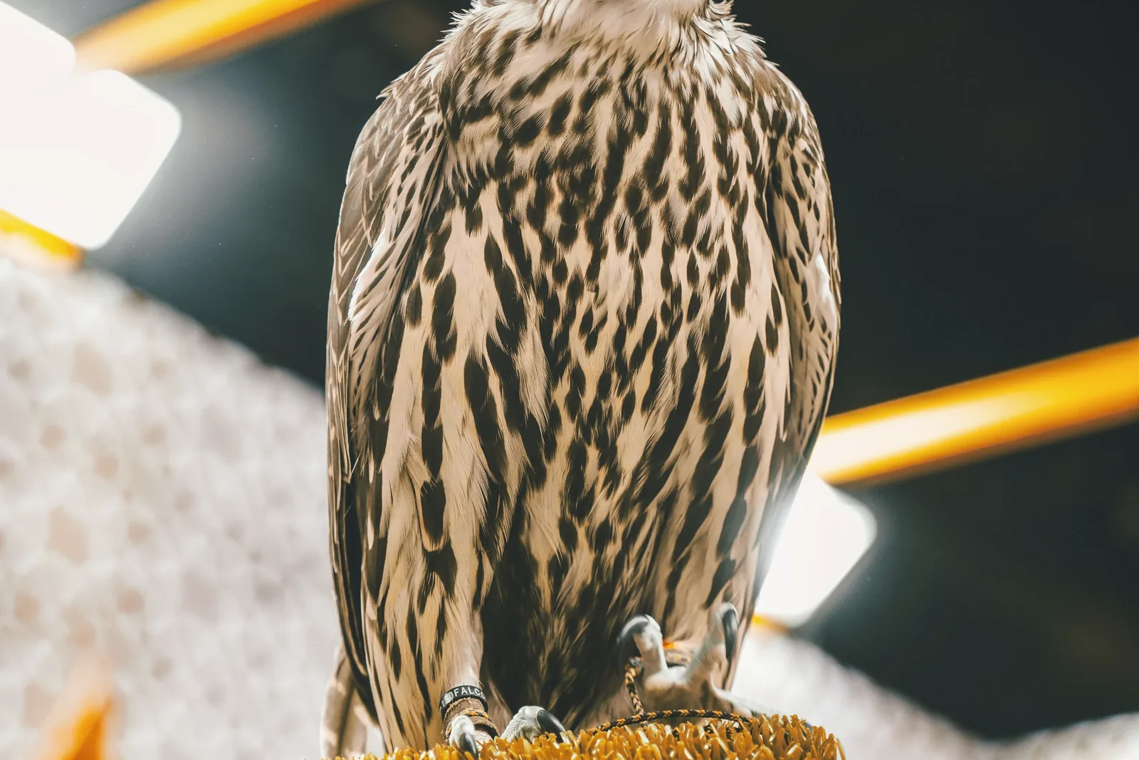 A falcon rests on a falconer's gloved hand under warm light.